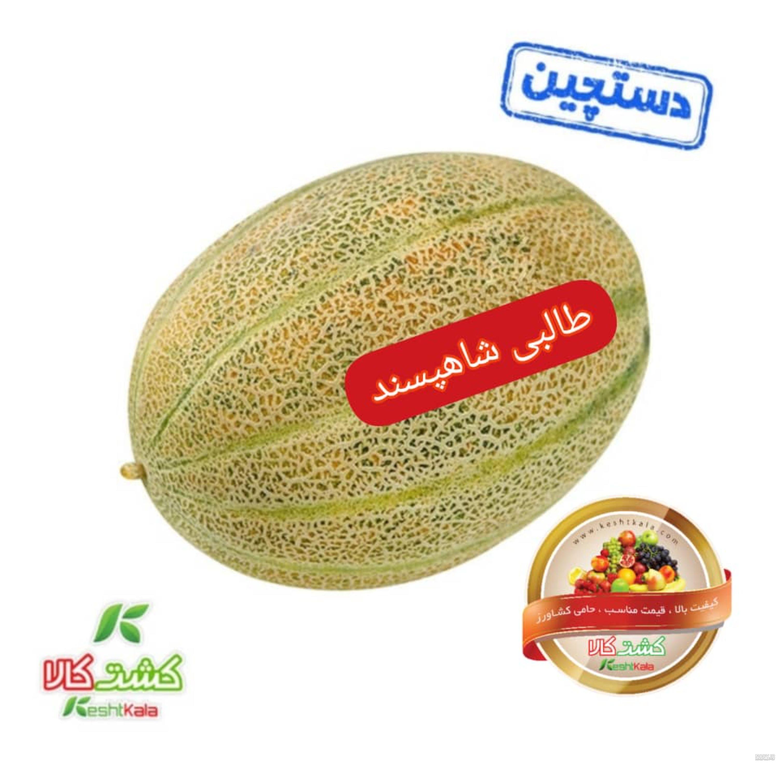 خربزه شاهپسند شاهین F1 - بذر بازار بذر خربزه شاهپسند شاهین در فروشگاه اینتنرتی بذر بازار خربزه شاهپسند شاهین F1 - بذر بازار بذر خربزه شاهپسند شاهین در فروشگاه اینتنرتی بذر بازار