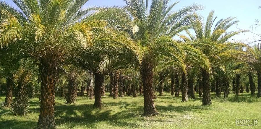 خرما، گياهى تك لپه اى و گرمسيرى خرما، گياهى تك لپه اى و گرمسيرى