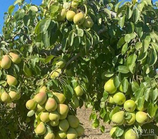 خرید و قیمت نهال گلابی شاه میوه ریشه پر پاکتی - گل و نهال زیتون خرید و قیمت نهال گلابی شاه میوه ریشه پر پاکتی - گل و نهال زیتون