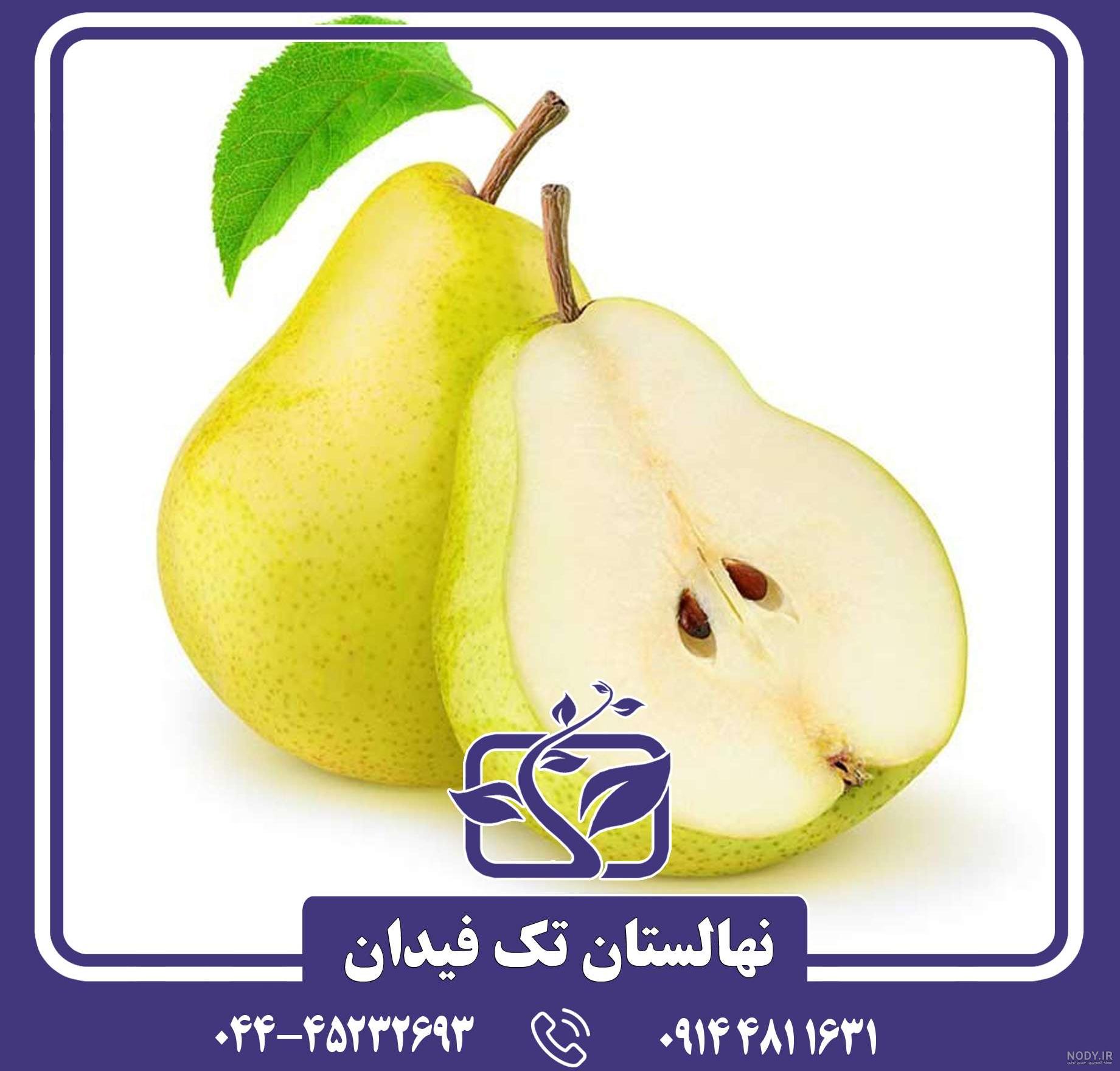 خرید و قیمت نهال گلابی شاه میوه ریشه پر پاکتی - گل و نهال زیتون خرید و قیمت نهال گلابی شاه میوه ریشه پر پاکتی - گل و نهال زیتون