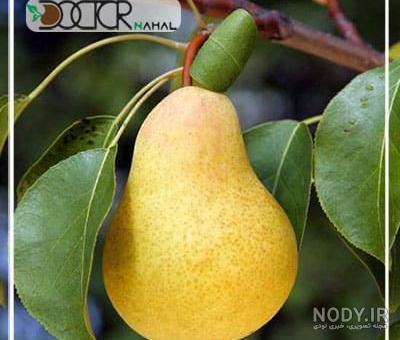 خرید و قیمت نهال گلابی شاه میوه پیوندی دوساله موجود درنهالستان ساقه طلا(حداقل ارسال 4 عدد) از غرفه نهالستان ساقه طلا خرید و قیمت نهال گلابی شاه میوه پیوندی دوساله موجود درنهالستان ساقه طلا(حداقل ارسال 4 عدد) از غرفه نهالستان ساقه طلا