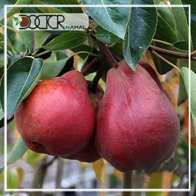 خرید نهال گلابی شاه میوه 🍐 قیمت نهال گلابی شاه میوه در دی ماه ۱۴۰۳ 🍐 رویال نهال خرید نهال گلابی شاه میوه 🍐 قیمت نهال گلابی شاه میوه در دی ماه ۱۴۰۳ 🍐 رویال نهال