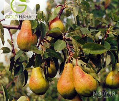 خرید نهال گلابی شاه میوه | قیمت فروش در دی ماه 1403 | نهالستان رویال نهال خرید نهال گلابی شاه میوه | قیمت فروش در دی ماه 1403 | نهالستان رویال نهال