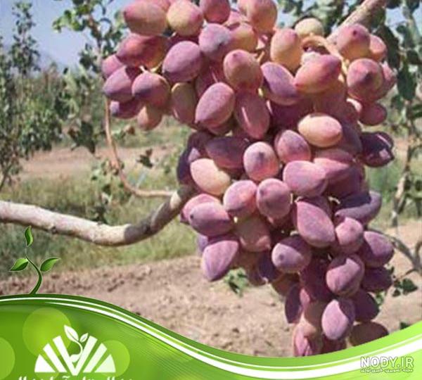 خواص و فواید طالبی شاه پسند برای مردان و زنان خواص و فواید طالبی شاه پسند برای مردان و زنان