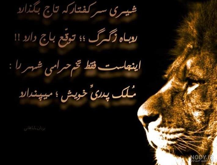 داستان انتقام وادوملا؛ شیر نری که کفتارها را سلاخی کرد+ فیلم