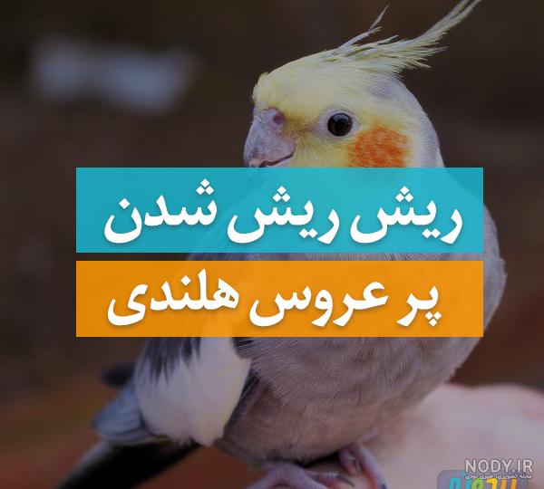 درگاه:پرندگان/تصویر منتخب - ویکی‌پدیا، دانشنامهٔ آزاد
