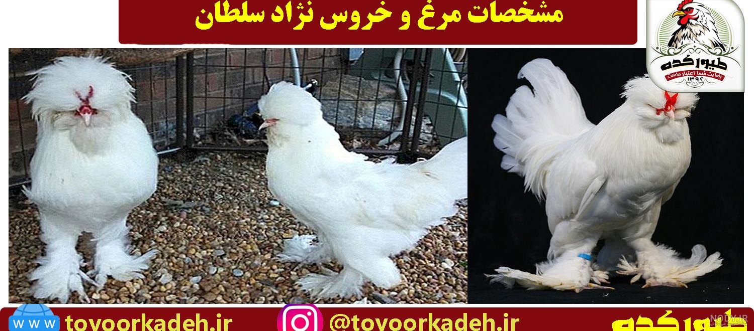 درگاه:پرندگان/تصویر منتخب - ویکی‌پدیا، دانشنامهٔ آزاد
