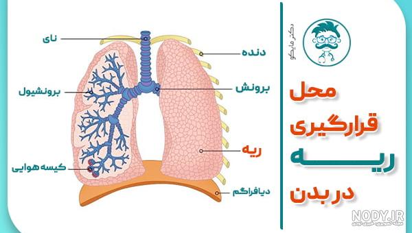 راه های تشخیص دل و جگر سالم و تازه گوسفندی و گاو وگوساله و مرغ | مجله کوروش راه های تشخیص دل و جگر سالم و تازه گوسفندی و گاو وگوساله و مرغ | مجله کوروش
