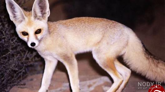 روباه شنی (Vulpes rueppelli) بررسی مشخصات و زیسگاه - Happypet