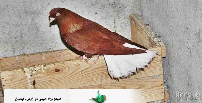 ریش ریش شدن پر عروس هلندی | پردونه