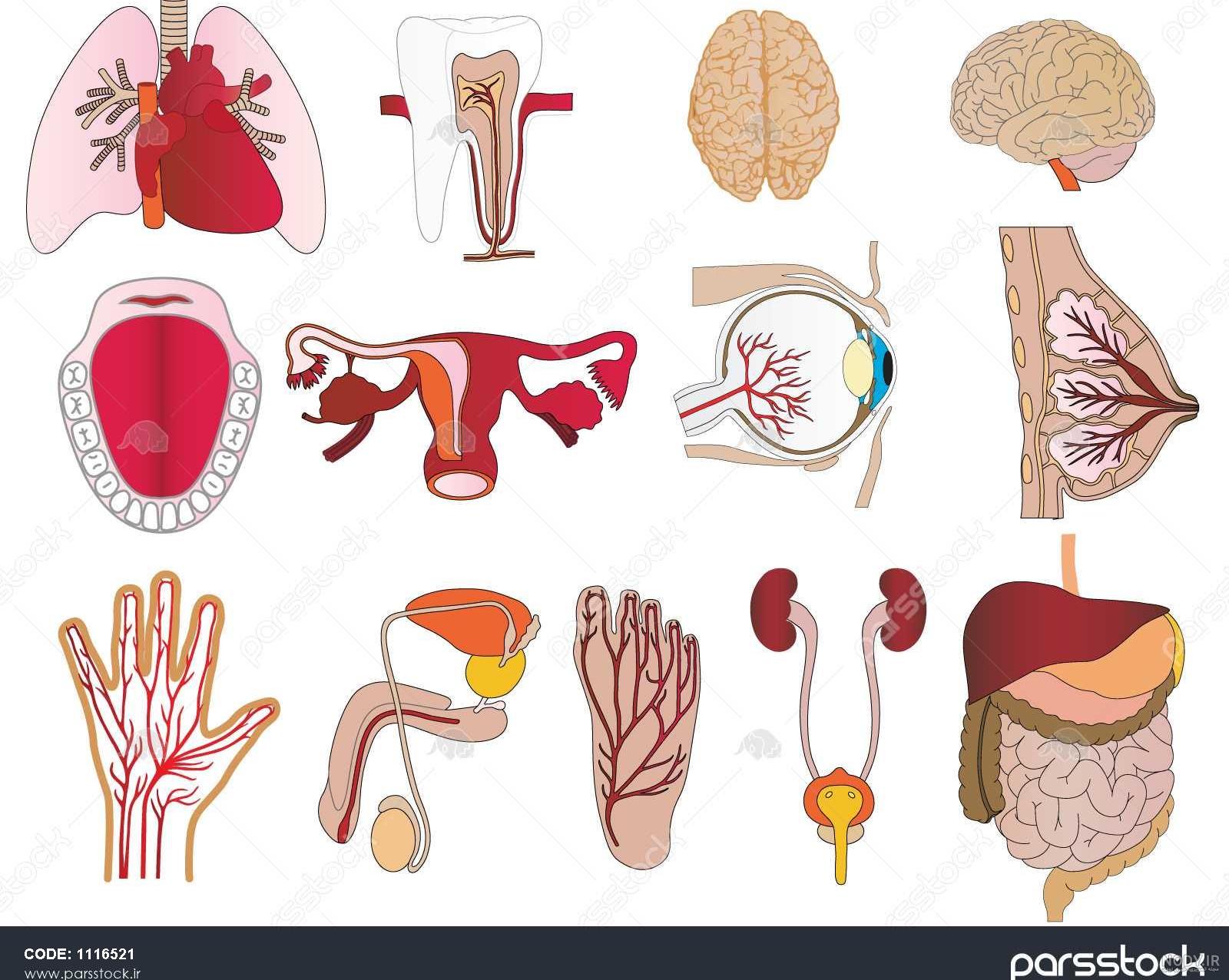 ریه انسان کجاست؟ آناتومی شش بدن و پاکسازی ریه و شش انسان