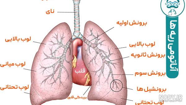 سرطان ریه - ویکی‌پدیا، دانشنامهٔ آزاد