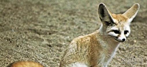 شاه روباه؛ گونه ای که به خاطر پوست زیبایش در معرض انقراض قرار گرفته است
