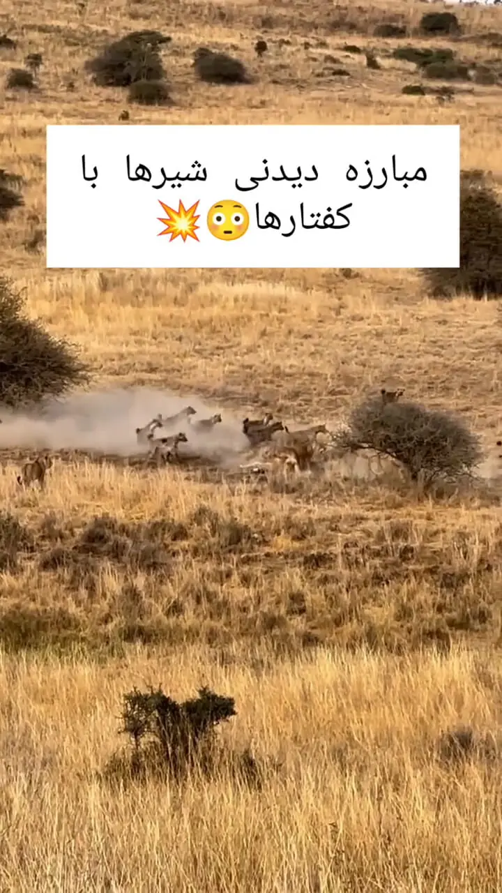 شعر شیر جنگل و جملات در مورد حیوان شیر سلطان حیوانات