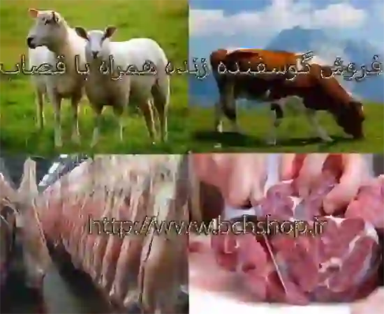علائم آب آوردن ریه چیست؟! علائم آب آوردن ریه چیست؟!