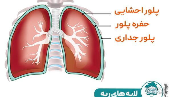 عکس با کیفیت اندام داخلی بدن انسان از جمله ریه ، نای ، مری ، قلب ، معده ،  کبد و روده ها - لایه باز طرح آماده psd - eps