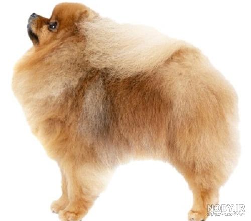 عکس توله سگ روباهی عکس توله سگ روباهی