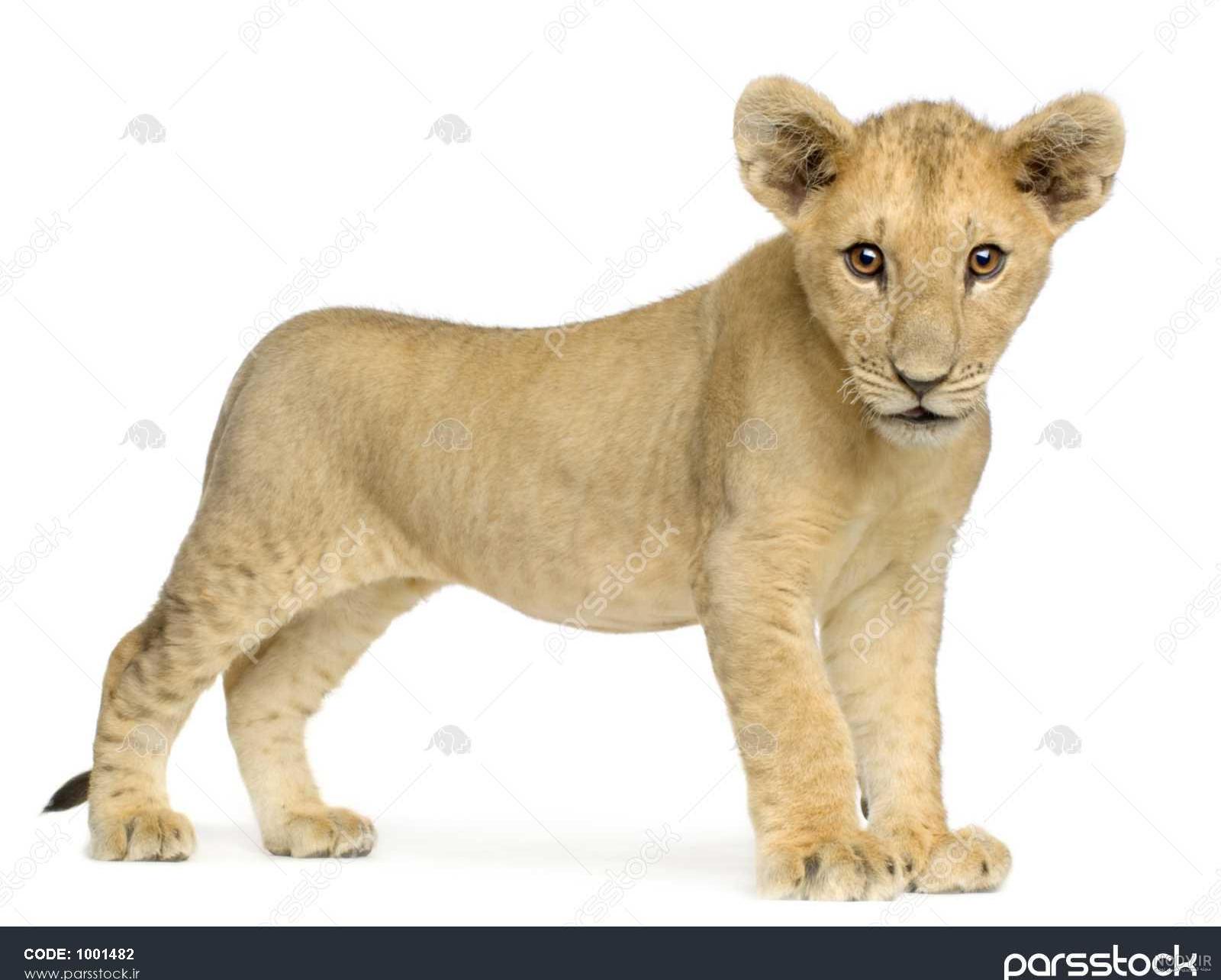 عکس توله شیر نقاشی
