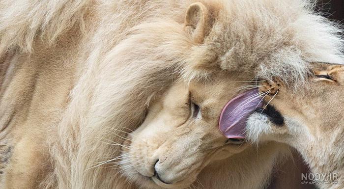عکس جذاب و بی نظیر از شیر سلطان جنگل و چمنزار