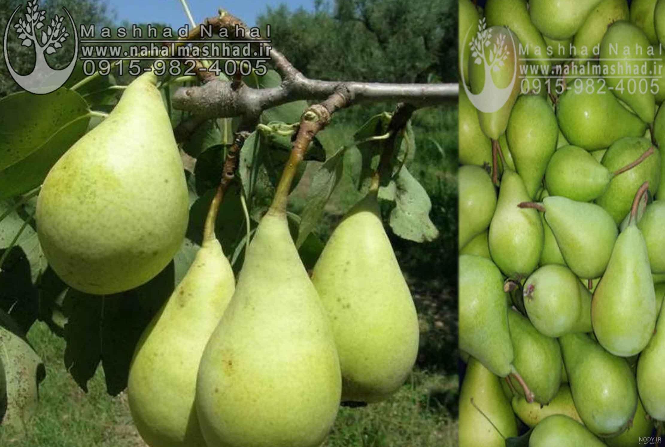 عکس درخت گلابی شاه میوه عکس درخت گلابی شاه میوه