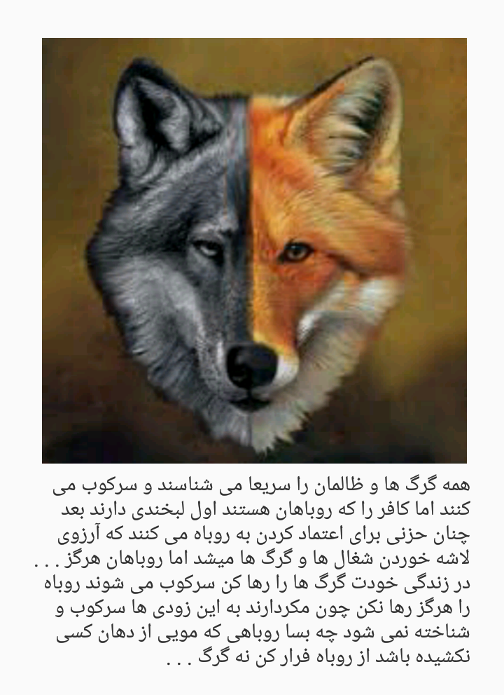 عکس روباه و گرگ عکس روباه و گرگ