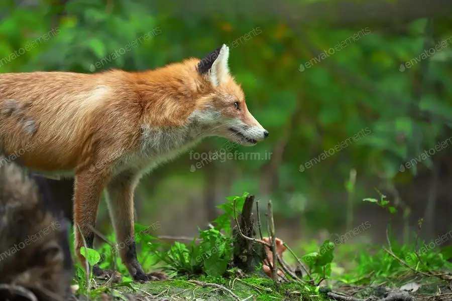 عکس روباه🦊دانلود 12 عکس با کیفیت روباه