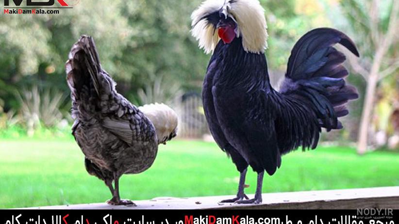 عکس ریش پرنده - عکس نودی