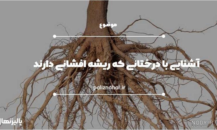 عکس ریشه درخت خرما عکس ریشه درخت خرما