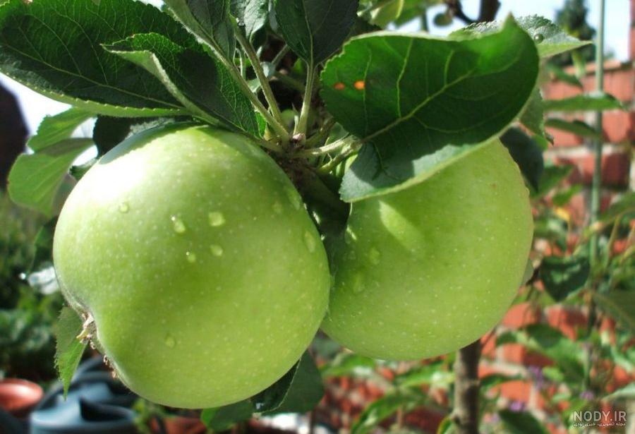 عکس ریشه درخت سیب