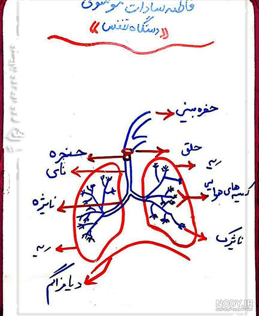 عکس های ریه های انسان برای استفاده در مقاله ها و تحقیقات علمی