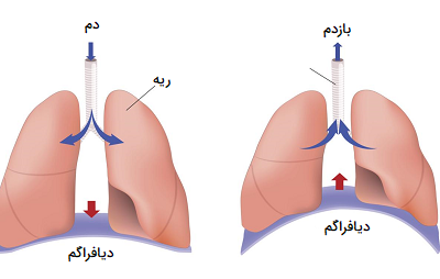 عکس ریه شش