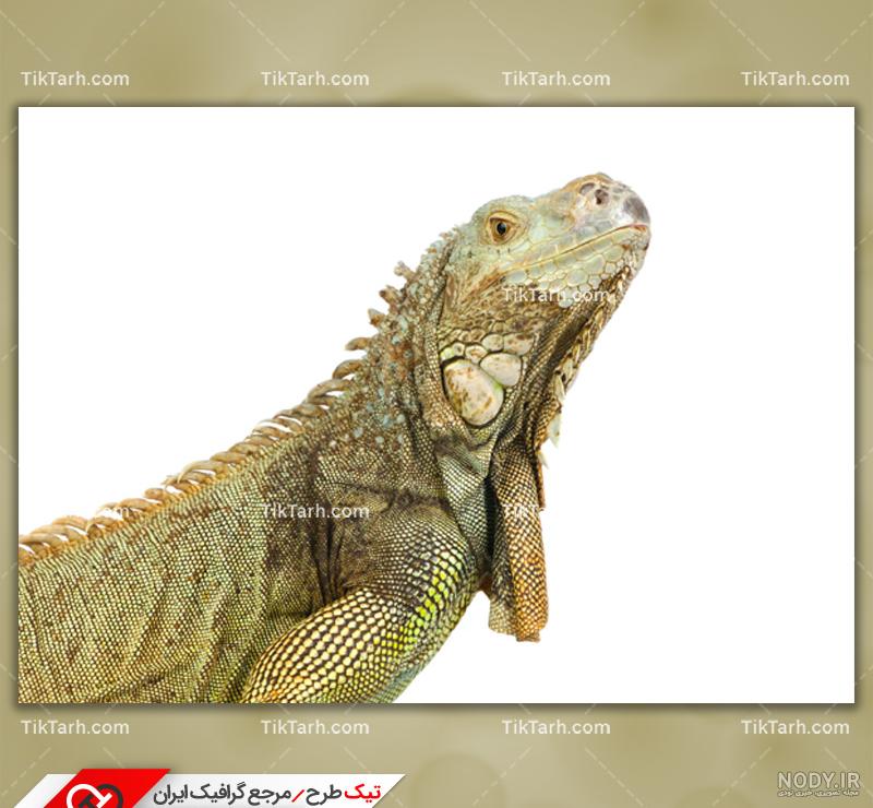 عکس سوسماری