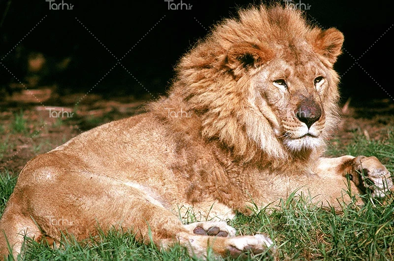 عکس شیر در تعزیه