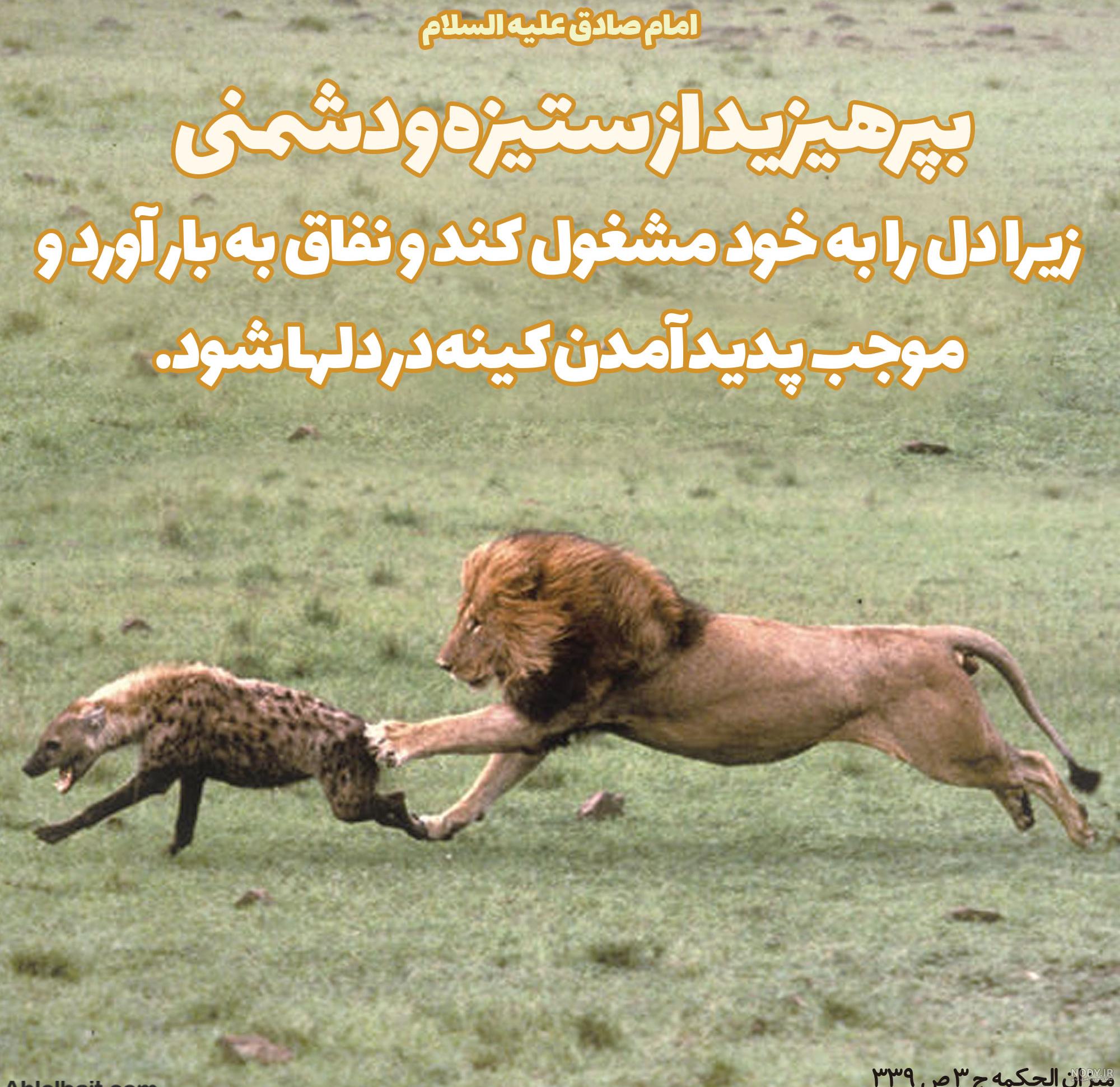 عکس شیر جنگل با متن - عکس نودی