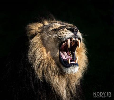 عکس شیر🦁دانلود 26 عکس شیر جنگل با کیفیت بالا