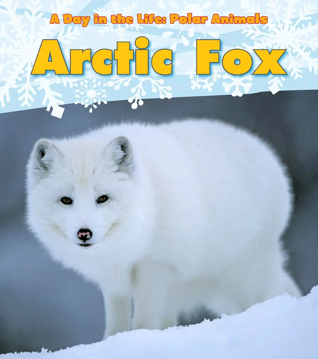 عکس صورت روباه قطبی 30375 Close-up Of A Arctic Fox - مزرعه فوتیج عکس صورت روباه قطبی 30375 Close-up Of A Arctic Fox - مزرعه فوتیج