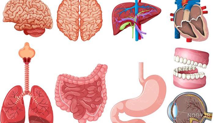 عکس نقاشی حیوانات کودکانه - عکس نودی
