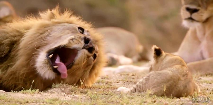 عکس | چالش توله‌شیرها با پدر وقتی بچه‌داری نمی‌داند! - همشهری آنلاین