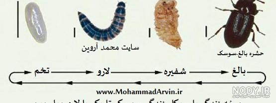 عکس) کشف سوسک ۳۰ میلیون ساله گرفتار در کهربا