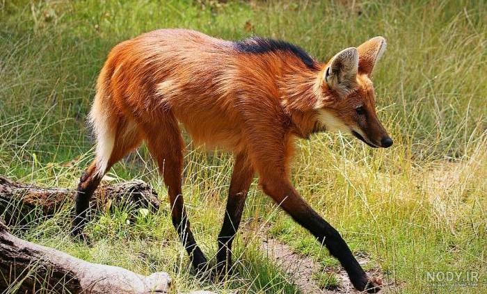 عکس گرگ🐺دانلود بهترین عکسهای گرگ وحشی با کیفیت 4k عکس گرگ🐺دانلود بهترین عکسهای گرگ وحشی با کیفیت 4k