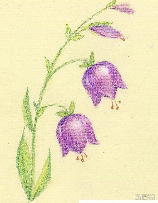 عکس گل ساده رنگی