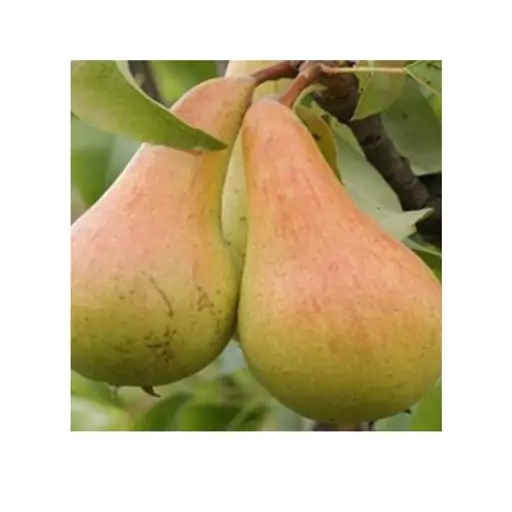 عکس گلابی شاه میوه - عکس نودی عکس گلابی شاه میوه - عکس نودی