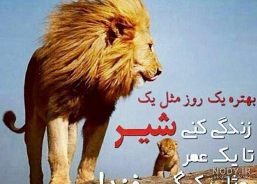 فیلم شیرها و کفتارها در نبردی سهمگین