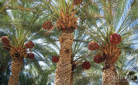 قاچاق نخل خرما به قطر برای جام جهانی!/ قیمت هر نخل چقدر است؟ قاچاق نخل خرما به قطر برای جام جهانی!/ قیمت هر نخل چقدر است؟