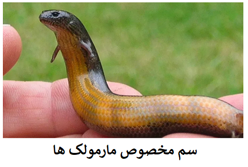 مارمولک پرده‌دار - ویکی‌پدیا، دانشنامهٔ آزاد