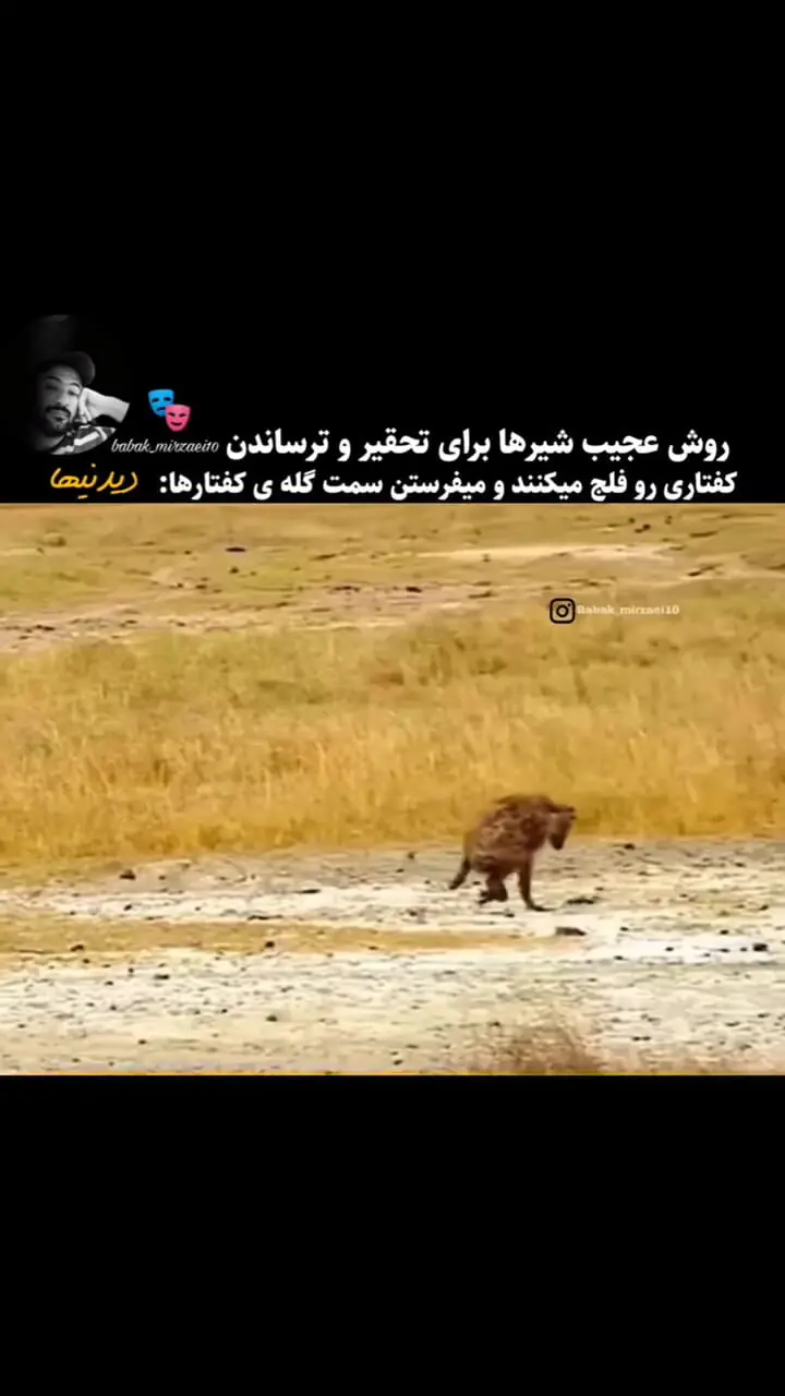 متن درباره شیر جنگل ؛ جملات سنگین در مورد شیر سلطان جنگل