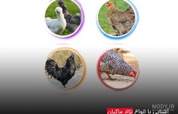 مشخصات مرغ و خروس نژاد سلطان عثمانی اصیل - طیورکده