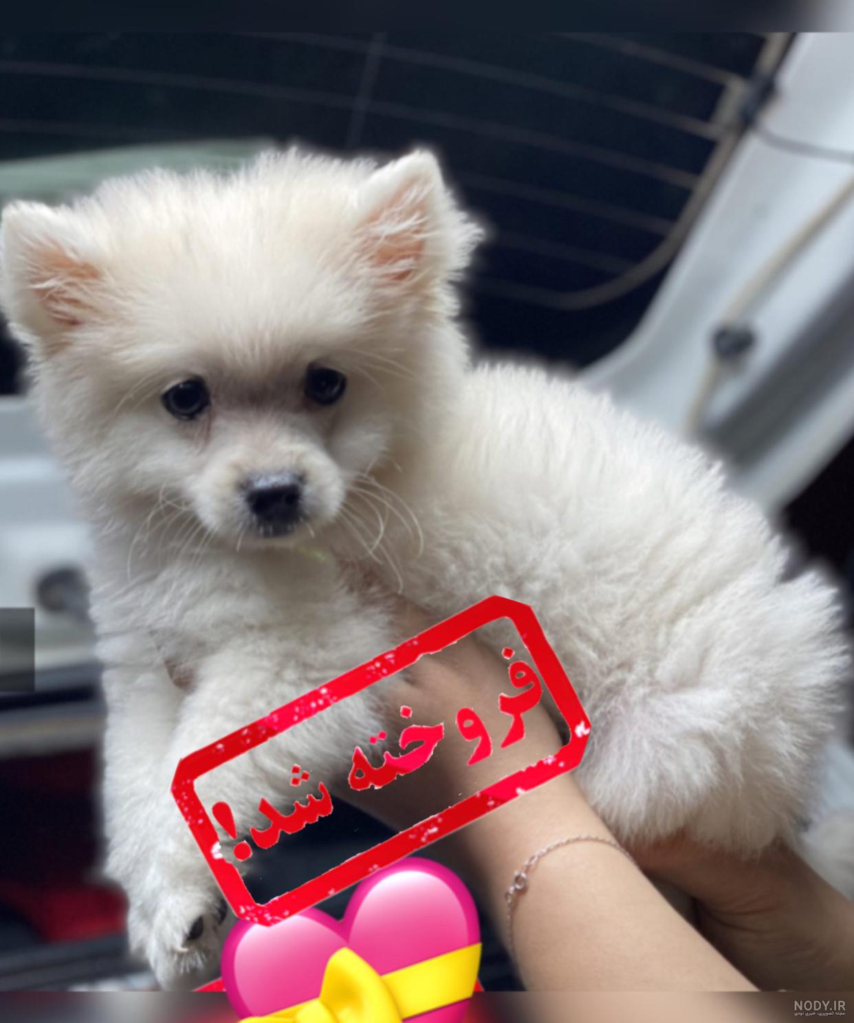 مشخصات کامل، قیمت و خرید نژاد سگ پامرانین (روباهی و خرسی) (Pomeranian) | پت راید مشخصات کامل، قیمت و خرید نژاد سگ پامرانین (روباهی و خرسی) (Pomeranian) | پت راید