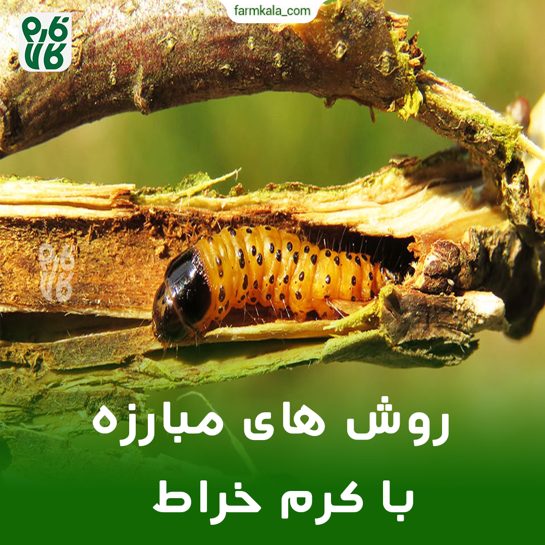 مشرق نیوز - عکس/ عجیب‌ترین حشرات جهان!