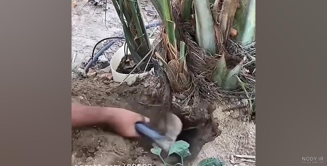 نحوه ریشه دار کردن پاجوش نخل خرما نحوه ریشه دار کردن پاجوش نخل خرما